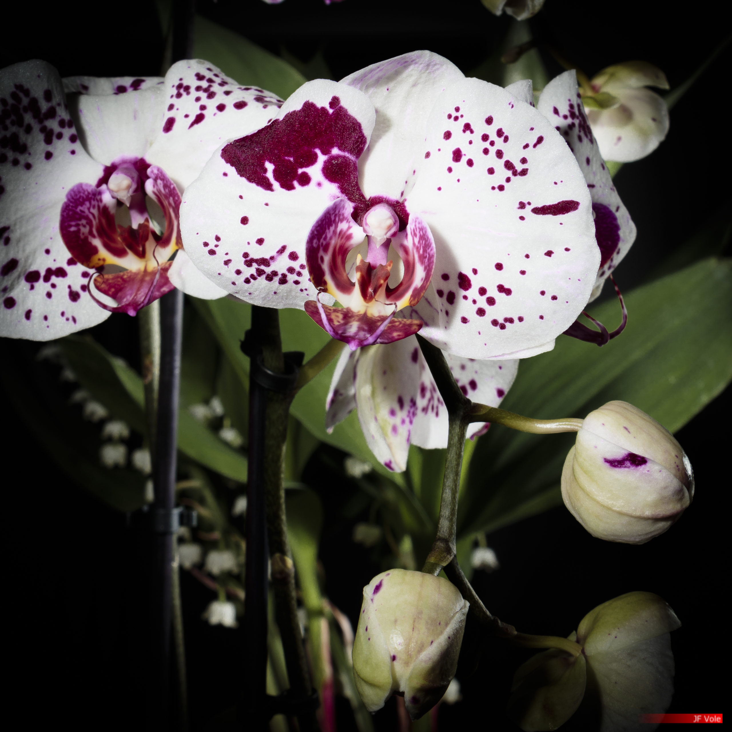 Orchids at Home studio, Marseille, Mayl 2021.
